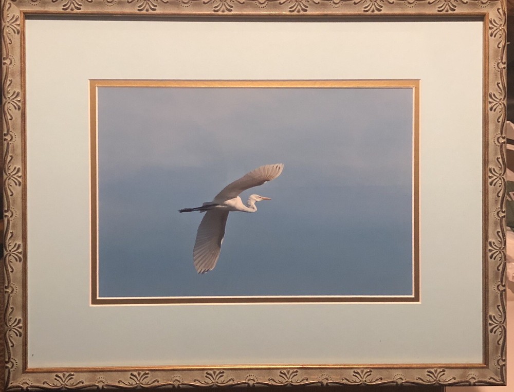 Flying Great Egret Bird Framed Picture 14.75 x 16.5”. Beautiful Piece.