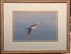 Flying Great Egret Bird Framed Picture 14.75 x 16.5”. Beautiful Piece.