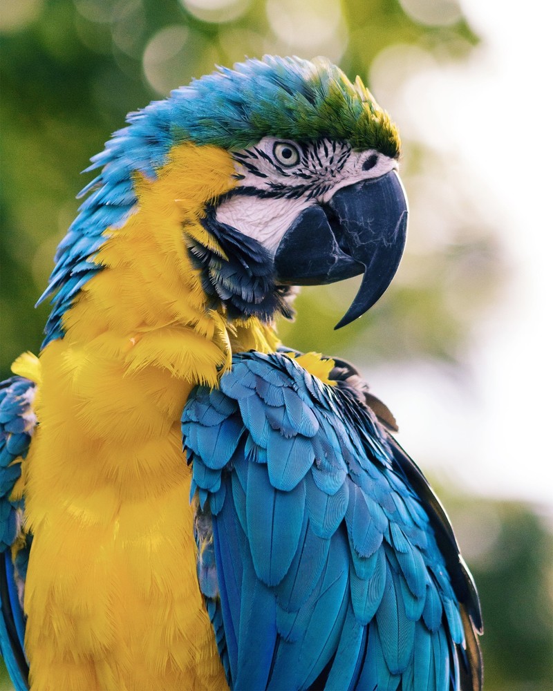 Macaw Parrot, Blue and Yellow 8″x10″ Photograph Print