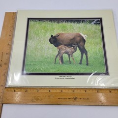 PHOTOGRAPHY Art Prints Lot 3 Vintage Nature Photos – Deer, Gorilla, Marmot – HW