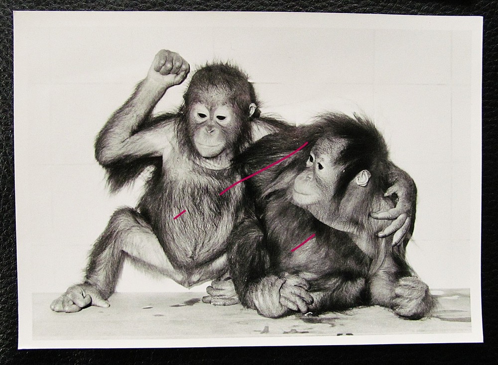 Orangutan Rawit and Bini Berlin Zoo orig. Photo 1981