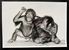 Orangutan Rawit and Bini Berlin Zoo orig. Photo 1981