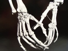 2 Original 2007 Charles Fendrock Skeleton Hands Photograph