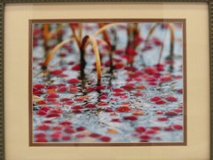 Cranberry Bog Picture Framed and Matted
