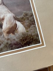 Kelsey Cain Photograph “Fighting Stallions” #146
