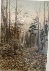 Fred Thompson Hand Colored Tinted Photograph NATURE’S CARPET Birch Trees Signed