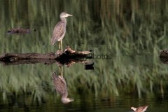 Black Crowned Night Heron Photo, Pick One Image – Various Sizes