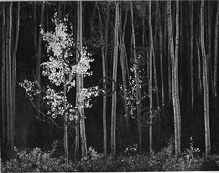 Book Plate Ansel Adams B/W 7-1/2 X 9-1/2″ Aspens, northern NM, 1958