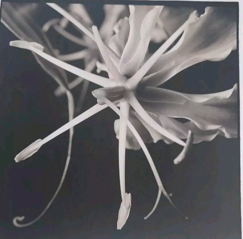 Platinum Photographic Print By Christian Nze