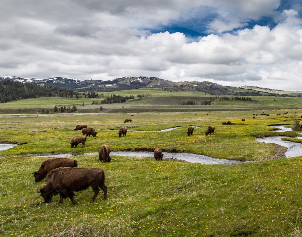 Bison Grazing in the Wide Field Photograph 11×14 Print 11″x14″
