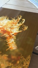 Seahorse Craig Dietrich Underwater Photography Metal Art Picture 11” X 14”