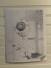 Sunflower #11 – landscape photograph 8.5×11