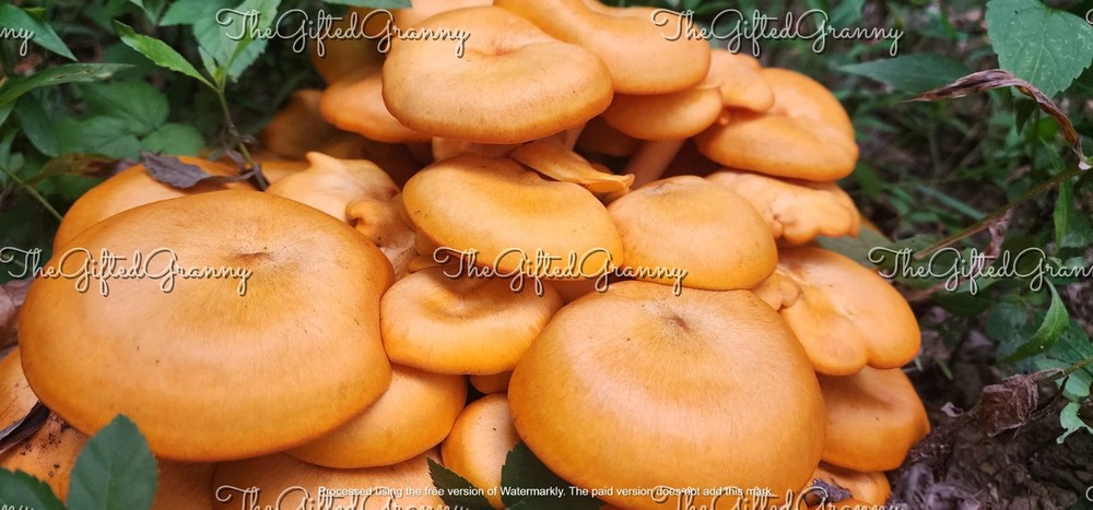Digital Image Picture Photo Wallpaper Background Mushrooms Bright Orange Wild