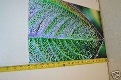 WOW 18″ x 12″ Photo Photograph Print BO BIXLER San Francisco Colorful Plant RARE