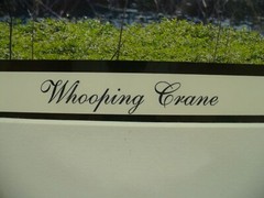 MATTED PHOTOGRAPHY Paynes Prairie Preserve Whooping Crane 20×16 Dominick Martino