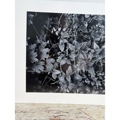 Black and White Botanical Fine Art Print Nature Photography Textured Paper 2939