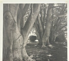 Original 1976 SAL LOPES ‘Birch Trees St Columbia’s NEWPORT’ Platinum Photograph