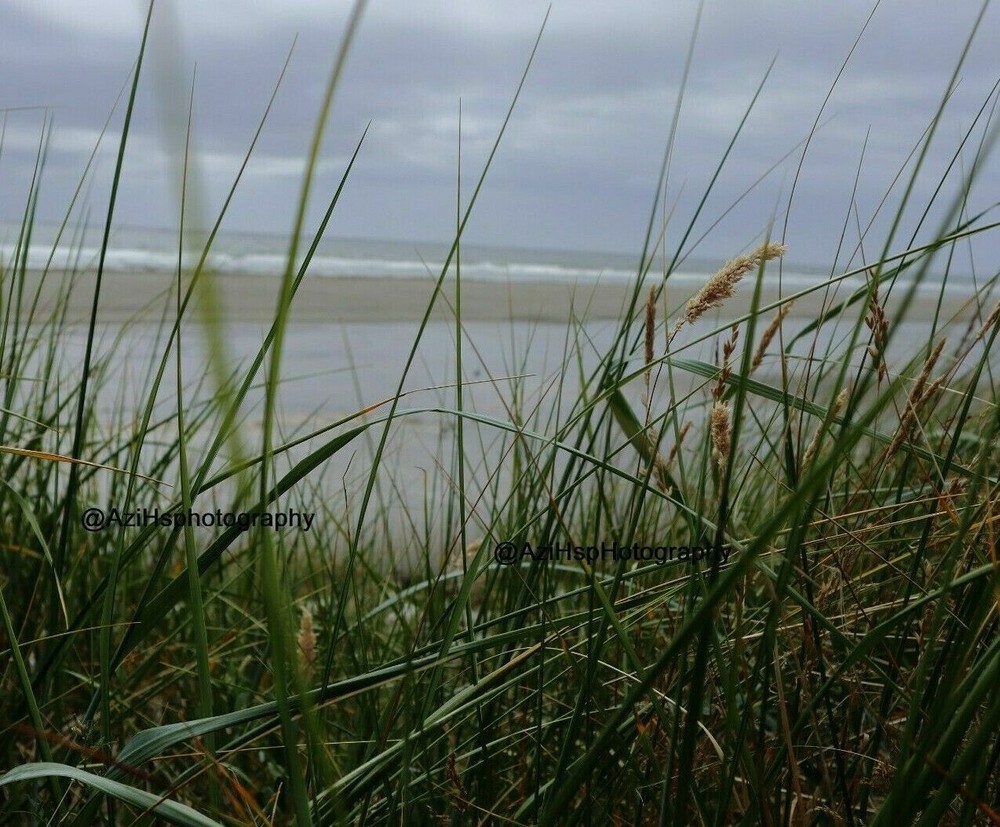 10×8 Print Original Photo Nature Landscape Beach Plants Wall Art Photography 3