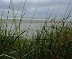 10×8 Print Original Photo Nature Landscape Beach Plants Wall Art Photography 3