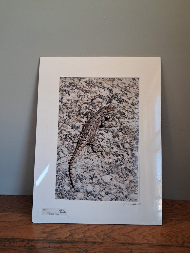 Mike Wells Lizard On Rock “Colorado Prairie” Signed Art Picture Photo