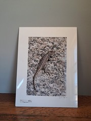 Mike Wells Lizard On Rock “Colorado Prairie” Signed Art Picture Photo