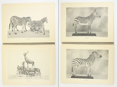 1927 Carl Akeley Photo Set Field Museum Natural History IL Taxidermy & Sculpture