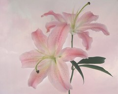 Stargazer Lily Collection Lot of 3 Original Photos 8×10 Wall Art Garden Florals