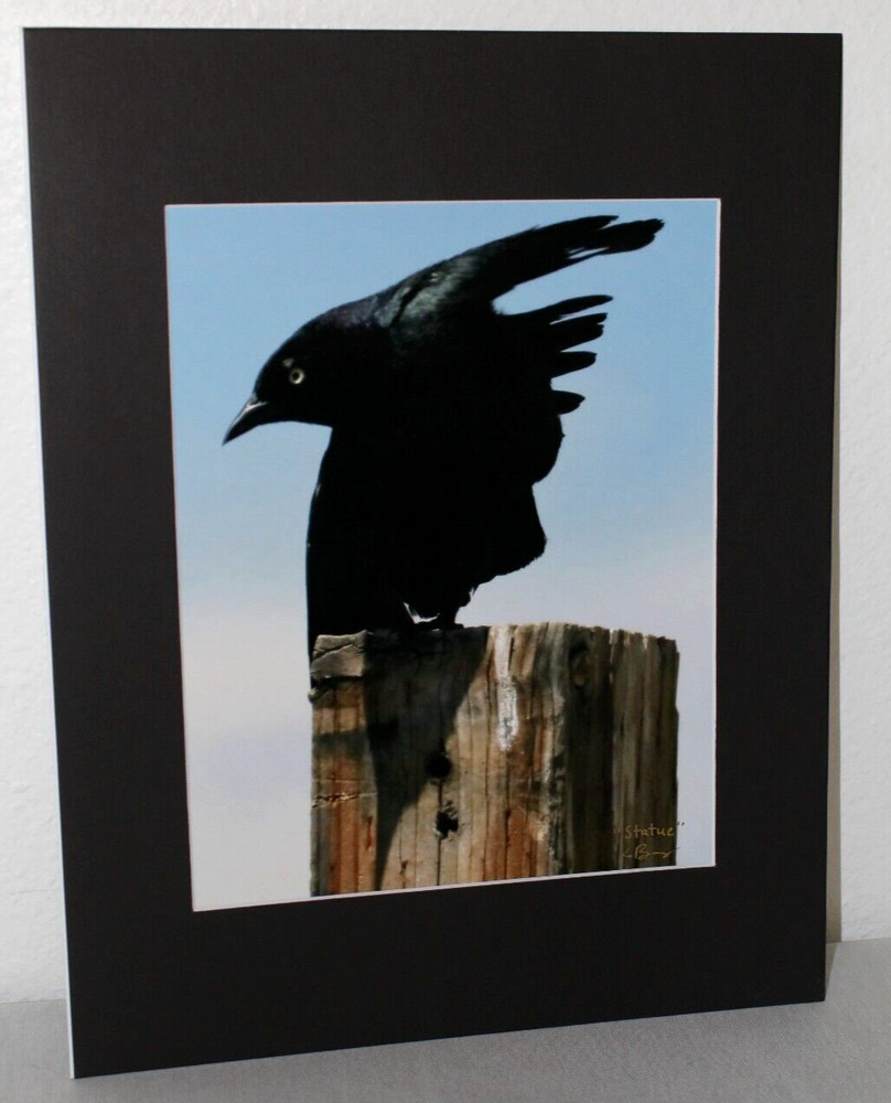 Black Crow Wildlife Photo 8″ x 10″ in 11″ x 14″ Black Matte Signed by Kim Barry