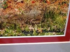 Sandhill Crane Art Photography NANCY C. MORELAND 17 X 21″