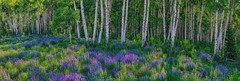 Peter Lik «Aspen Impressions» Trees 150cm (5 Feet Long) Recess Mount With COA