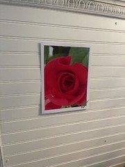 Garden Rose #9 – landscape photograph 8.5×11