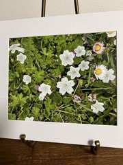 Baby Blue Eyes White Wildflowers Matted 8×10 Oregon Coastline Signed Print Bates