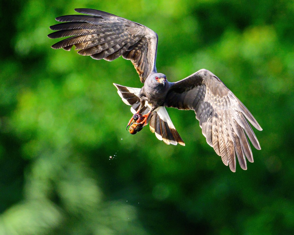 24 x 20 metal print of snail kite with apple snail