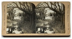 USA United States Florida Landscape Indian River c1900 Photo Stereo Vintage