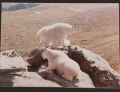 Mountain Goats Photograph by Dale K: Signed by Photographer on Mounted on Board