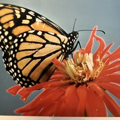 VTG Matted Butterfly On Flower Original Photo 11 X 14 Art Gallery Wall Decor