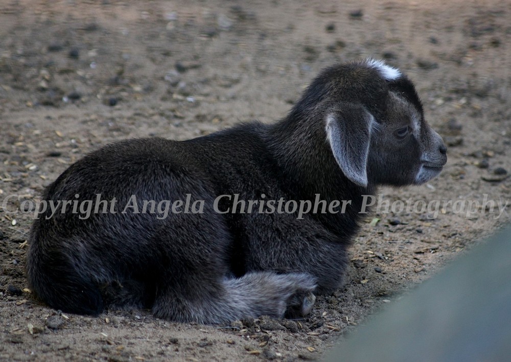 Original ACEO photo fine art print 2.5 x 3.5 in. BLACK BABY GOAT kid farm animal