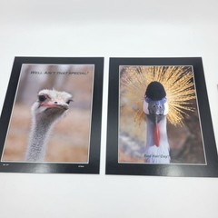 PHOTOGRAPHY Art MEME Prints Lot 2 Humorous Animals Birds Nature Photo – HW032