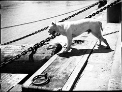 american bulldog, sweet dog, unusual by Szendrő (Szendro), original fine art Pho