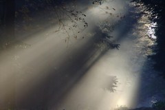 Digital Image Picture Photo Pic Wallpaper Background Bare trees sunrise 8822