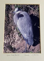 Framed And Matted Photograph Great Blue Heron Signed 14 X 11 Inches