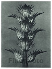 1929 Original Vintage BOTANICAL PLANT Flower Abstract Photo Art KARL BLOSSFELDT
