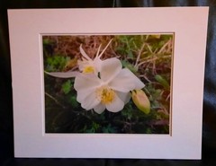 Matted Photograph: Columbine