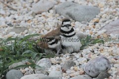 Killdeer Nesting and with day old Young Photo- Pick one Image – Various Sizes