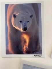 Mike Kelly Photographs / Polar Bears in Snow Signed / Cards 3.5″ x 5″
