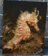 Seahorse Craig Dietrich Underwater Photography Metal Art Picture 11” X 14”