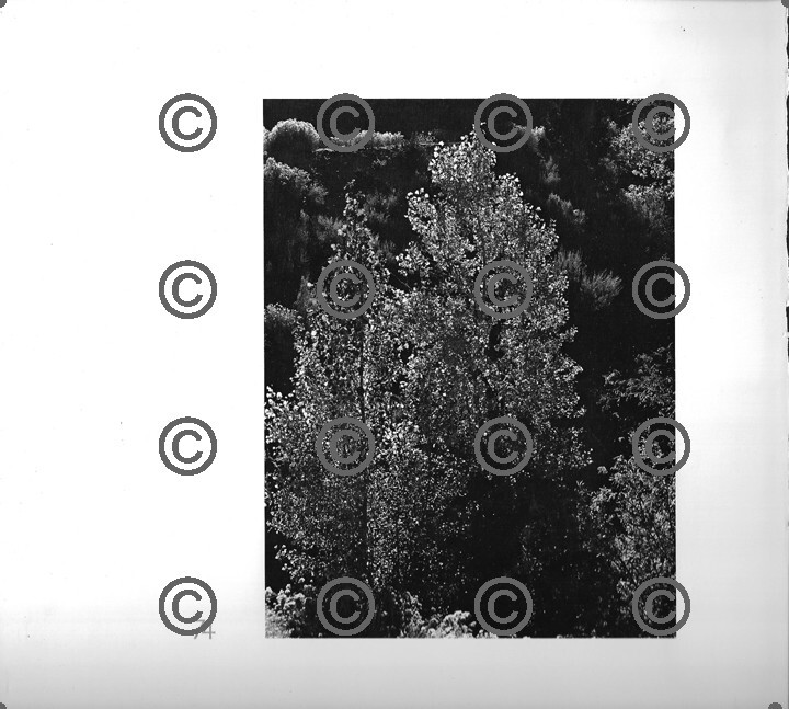 BOOK PLATE B&W Photo MORLEY BAER Palo Verde / Aspen, Taos, NM 9X9.5″