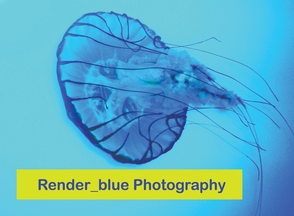 DESKTOP BACKGROUND BEAUTIFUL BLUE JELLYFISH FLOATING IN WATER