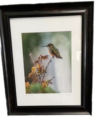 Rufous Hummingbird Framed Photo 14X17” Signed