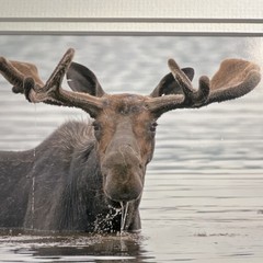 Lori A. Davis Signed Framed ‘Milton’ Moose Wildlife Giclée Photograph Color
